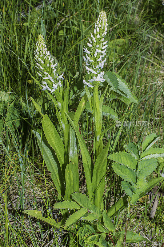 产于阿拉斯加和科迪亚克岛潮湿地区的白沼泽兰(Platanthera dilatata)。